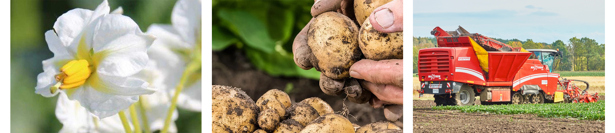 Bildmintag: Kartoffelblüte, Kartoffeln und Feldroder